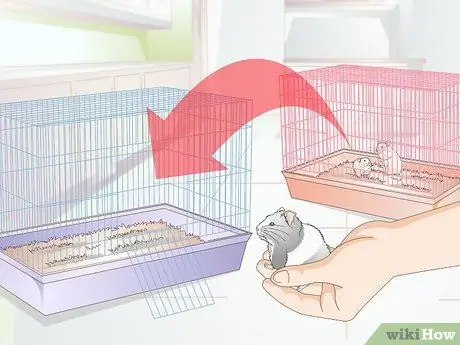 Разобраться со злым хомяком Шаг 8