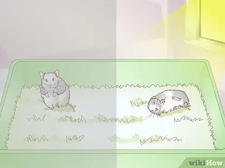 Усыпить хомяка Шаг 1