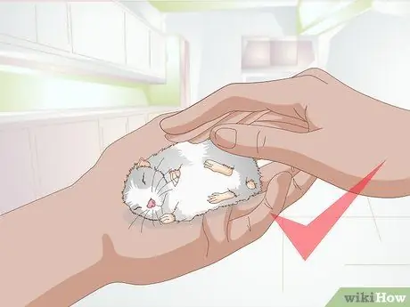 Усыпить хомяка Шаг 13