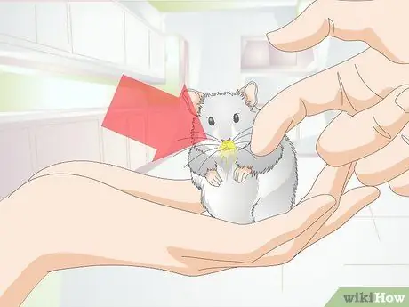 Усыпить хомяка Шаг 14