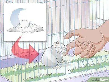 Усыпить хомяка, шаг 2