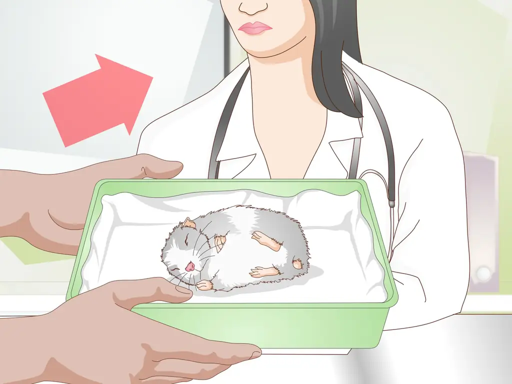 4 способа заставить хомяка уснуть