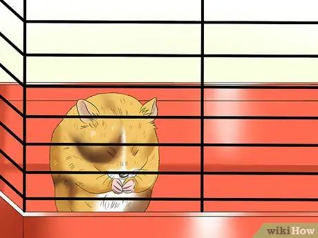 Держи сирийского хомяка, шаг 1