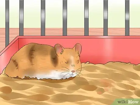 Держи сирийского хомяка, шаг 2