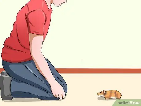 Держи сирийского хомяка, шаг 4