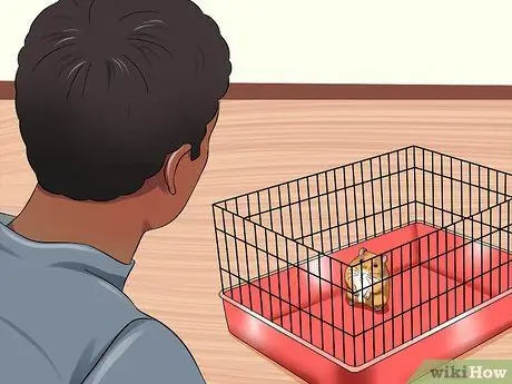 Держи сирийского хомяка, шаг 5