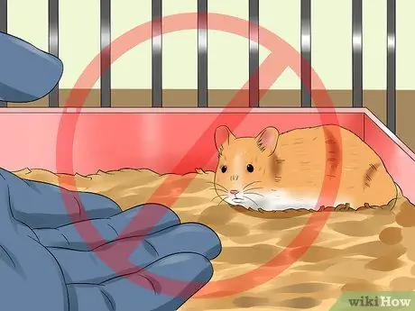Держи сирийского хомяка Шаг 9