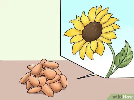 Приготовить здоровую пищу для хомяков, шаг 5