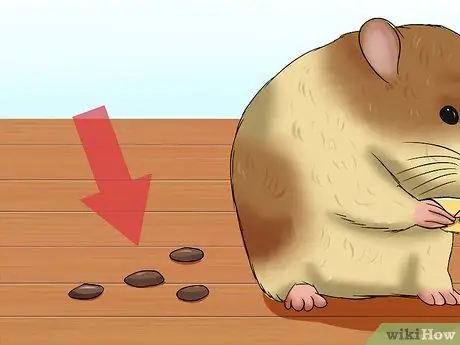 Приготовить здоровую пищу для хомяка, шаг 7