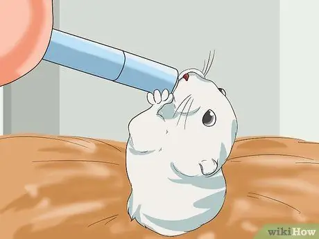 Приготовить корм для хомяка, шаг 7