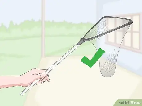 Поймать синехвостого сцинка. Шаг 10