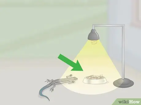 Поймать сцинка с синим хвостом. Шаг 11