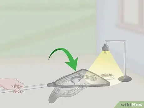 Поймать сцинка с синим хвостом. Шаг 12