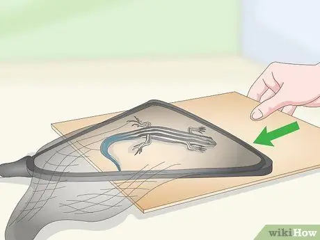 Поймать синехвостого сцинка. Шаг 13