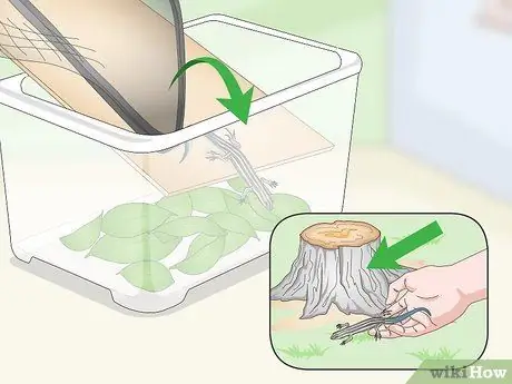 Поймать сцинка с синим хвостом. Шаг 14