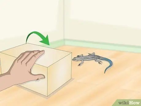 Поймать сцинка с синим хвостом. Шаг 17