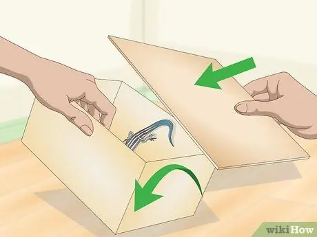 Поймать синехвостого сцинка. Шаг 19