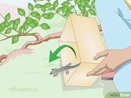 Поймать синехвостого сцинка. Шаг 20