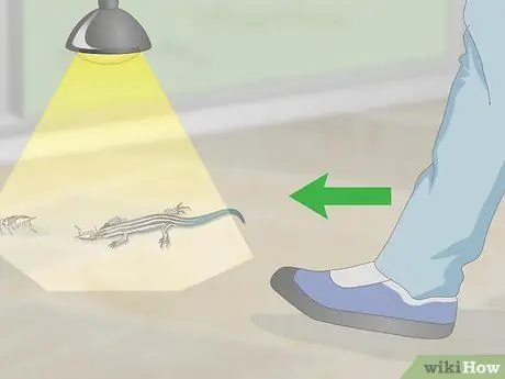 Поймать синехвостого сцинка. Шаг 5