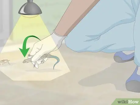 Поймать синехвостого сцинка. Шаг 6