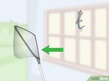 Поймать синехвостого сцинка. Шаг 8