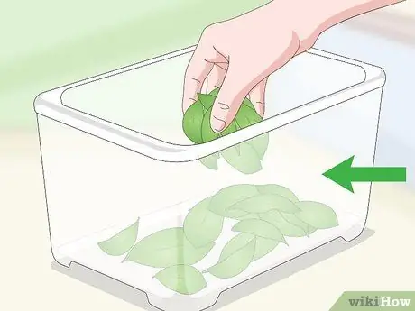 Поймать синехвостого сцинка. Шаг 9