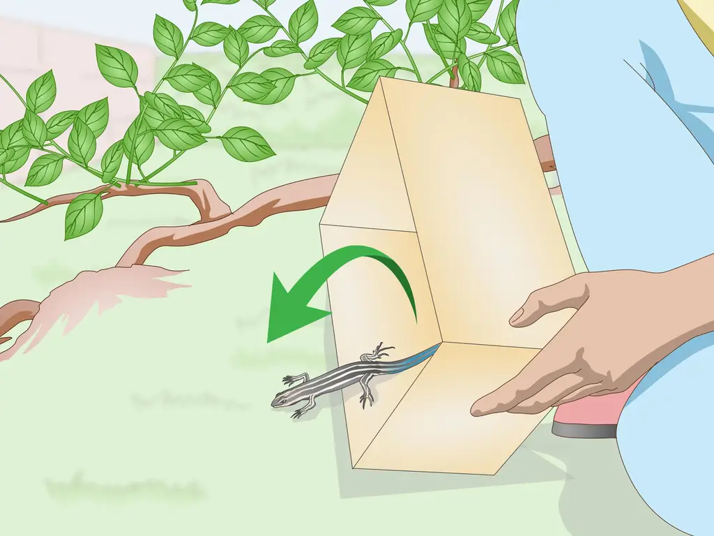 3 способа поймать синехвостого сцинка