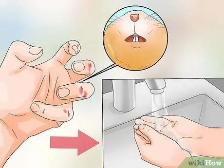 Возьми своего хомяка Шаг 16