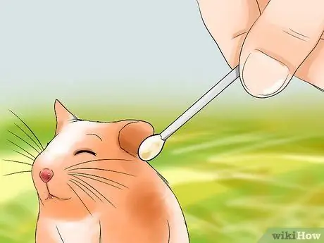 Возьми своего хомяка Шаг 2