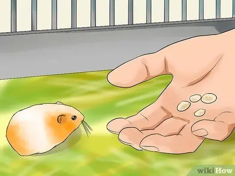 Возьми своего хомяка Шаг 4