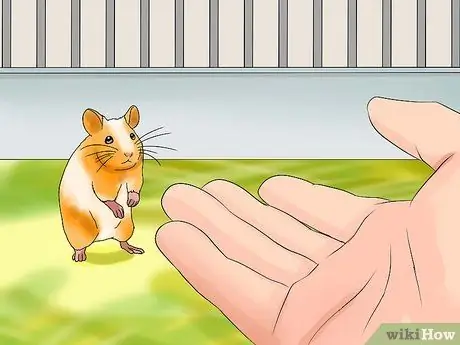 Возьми своего хомяка Шаг 5