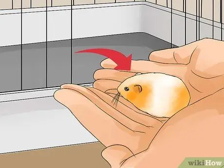 Возьми своего хомяка Шаг 7