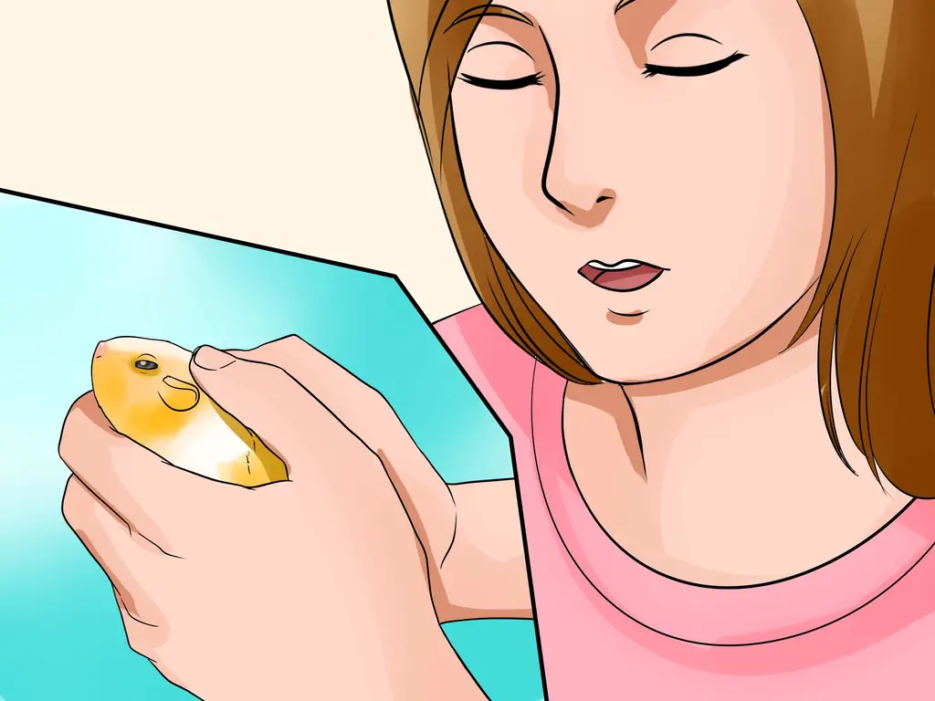 Как забрать своего хомяка (с картинками)