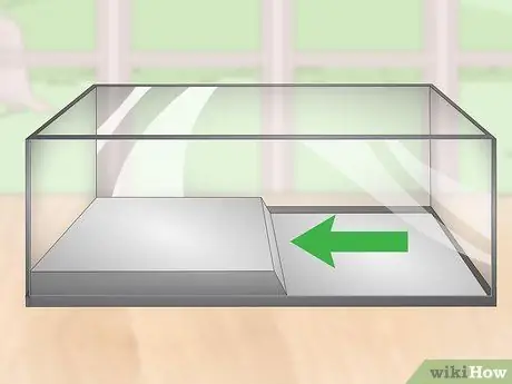 Уход за полосатой болотной лягушкой Шаг 1