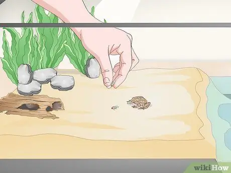 Уход за полосатой болотной лягушкой Шаг 12