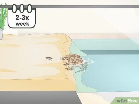 Уход за полосатой болотной лягушкой Шаг 13
