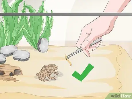 Уход за полосатой болотной лягушкой Шаг 14