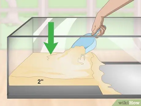 Уход за полосатой болотной лягушкой Шаг 2