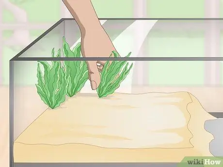 Уход за полосатой болотной лягушкой Шаг 3