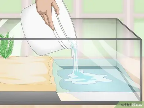 Уход за полосатой болотной лягушкой Шаг 4