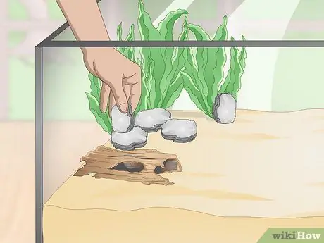 Уход за полосатой болотной лягушкой Шаг 5