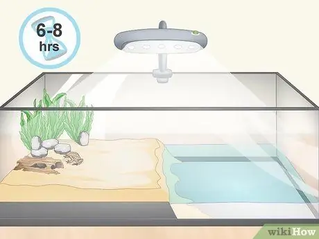 Уход за полосатой болотной лягушкой Шаг 7