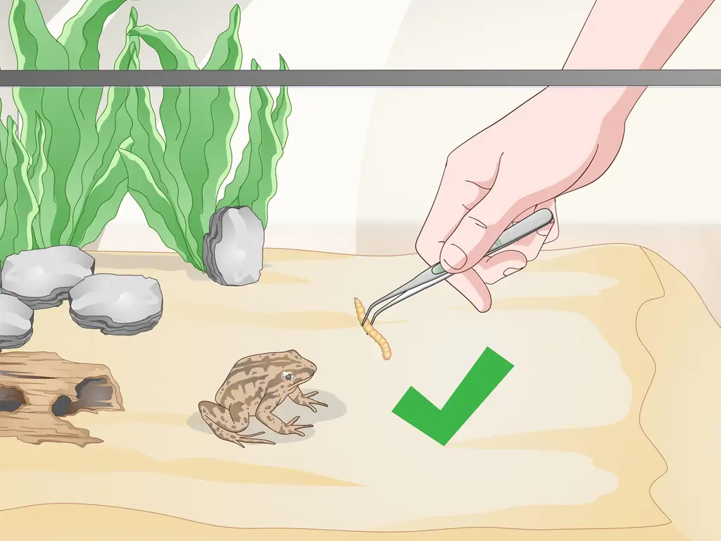 3 способа ухода за полосатой болотной лягушкой