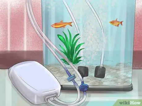 Лечить плавниковую гниль Шаг 7