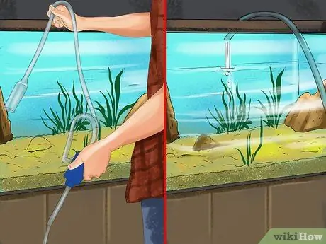 Лечить плавниковую гниль Шаг 3