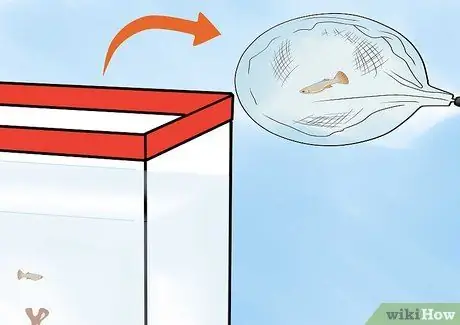 Уход за детенышами гуппи Шаг 6