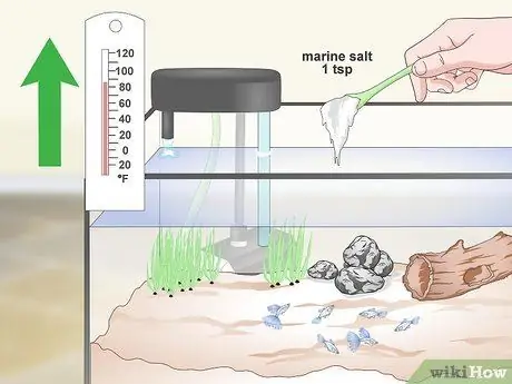 Сохраняйте здоровье гуппи Шаг 15