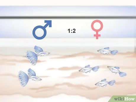 Сохраняйте здоровье гуппи, шаг 2