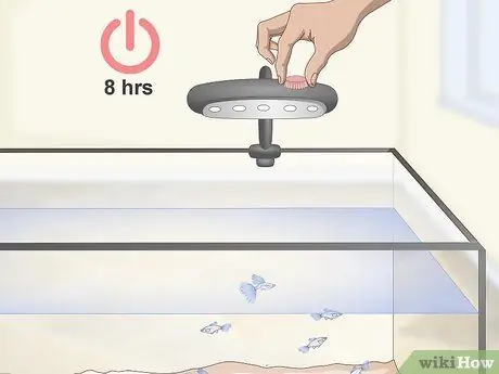 Сохраняйте здоровье гуппи, шаг 3