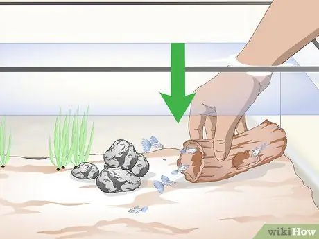 Сохраняйте здоровье гуппи, шаг 4